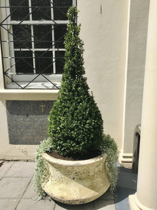 Buxus Cone Category Image 2