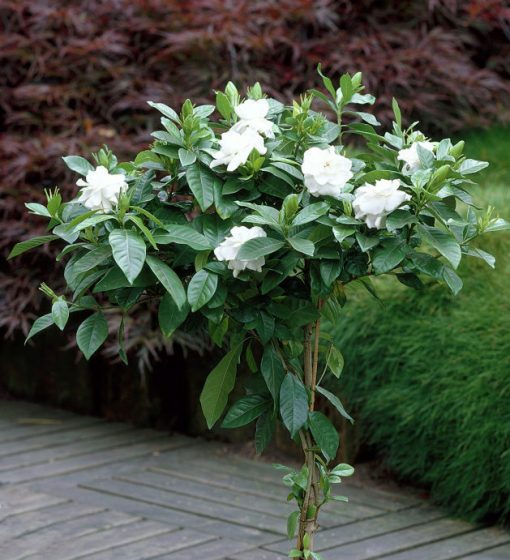 gardeniafloridastandard-image