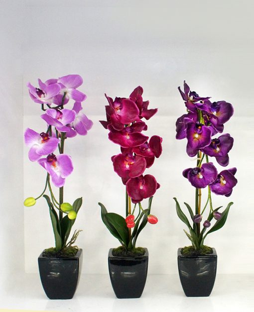 threesmall-orchids72