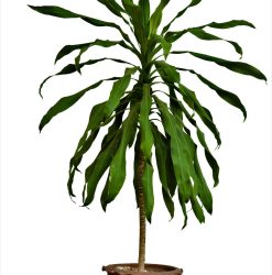 Dracaena Janet Craig | Mosarte Garden Living