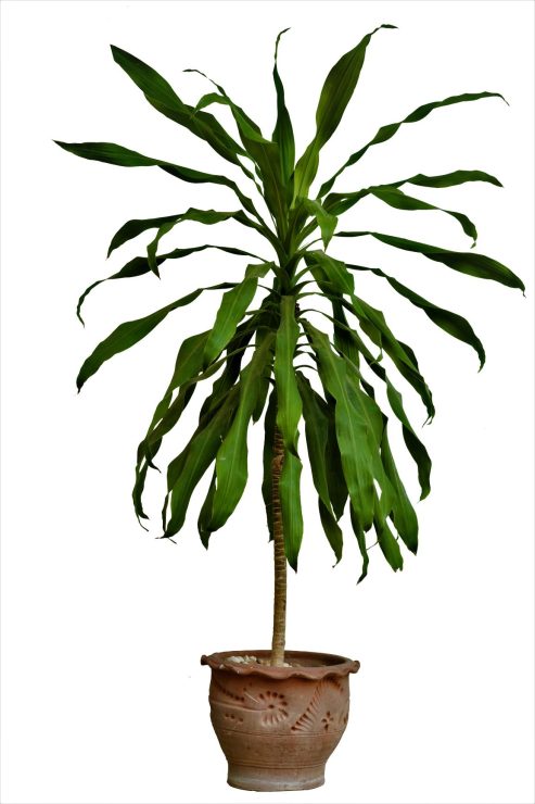 Dracaena Janet Craig | Mosarte Garden Living