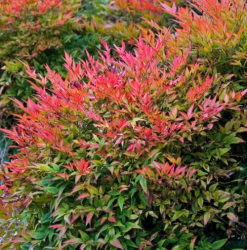 Nandina Gulf Stream Plant | Mosarte Garden Living