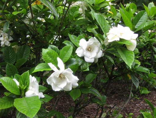 gardenia-magnifica-image