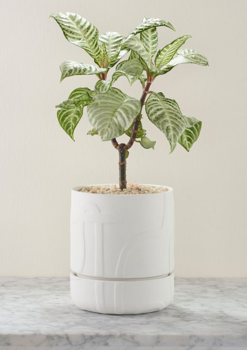Angus-Celeste-Abstract-Relief-Plant-Pot-Brush-Line-Thick-White-Styled-01
