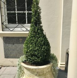 Buxus cone topiary