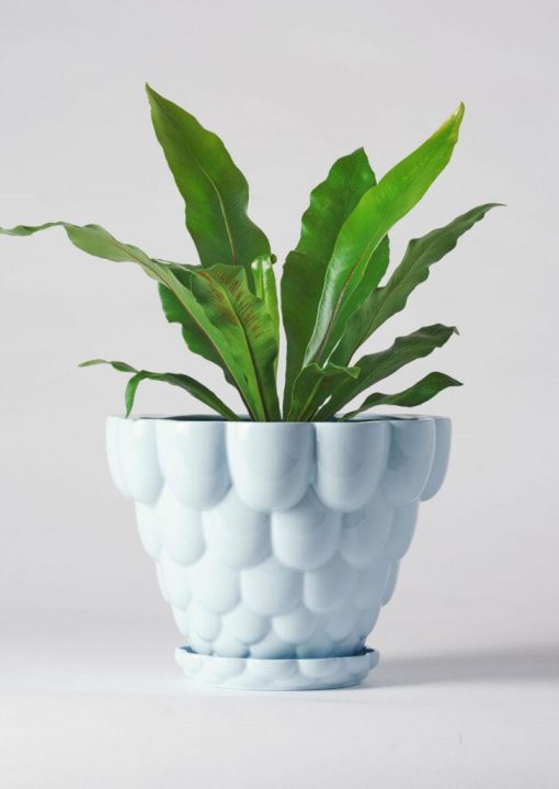 Jelly-Plant-Pot-Blue-With-Plant-01-726x1024