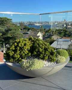 Balcony Gardens Sydney NSW - Mosarte Garden Living