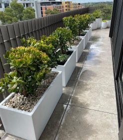 Trough Planters