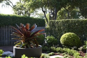 Landscape Design Bellevue Hill Sydney | Mosarte Garden Living