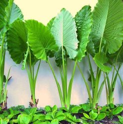 Alocasia Ginat Elephant Ear | Mosarte Garden Living