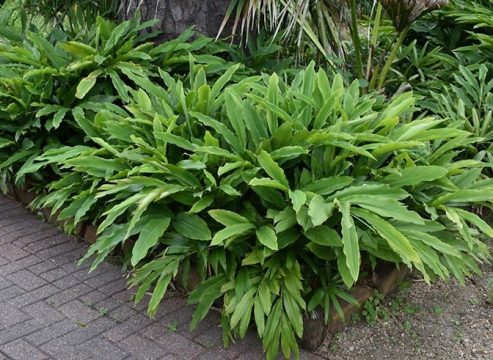 Ginger Plants Alpinia | Mosartte Garden Living