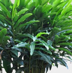 Ginger Plants Alpinia | Mosartte Garden Living