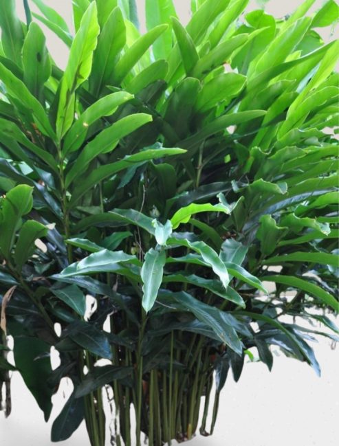 Ginger Plants Alpinia | Mosartte Garden Living