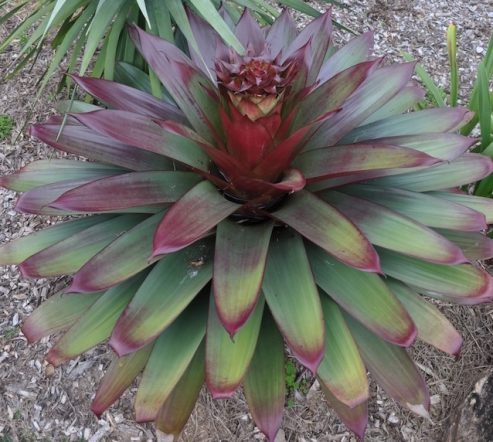 Bromeliad-Silver-Plum - By Mosarte Garden Living