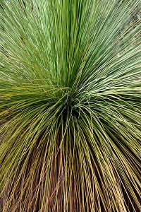 Grass Tree Australian | Mosarte Garden Living