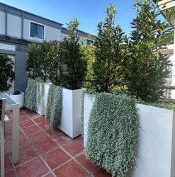 BAY TREE LAURUS | Mosarte Garden Living