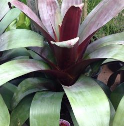 Bromeliad Silver Plum By Mosarte Garden Living