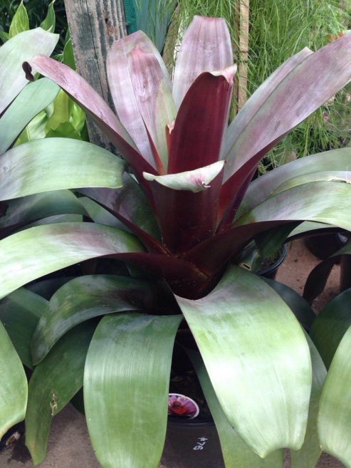 Bromeliad Silver Plum By Mosarte Garden Living