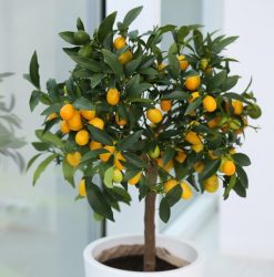 Cumquat Plant | Mosarte Garden Living