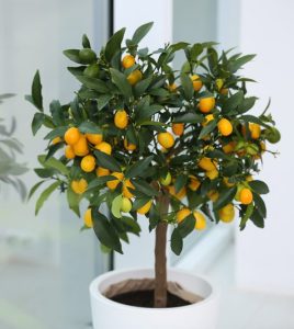 Cumquat Plant | Mosarte Garden Living