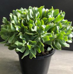 Crassula Max Cook By Mosarte Garden Living