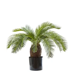 Cycad Sago Palm By Mosarte Garden Living