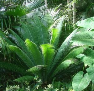 Cycad Sago Palm By Mosarte Garden Living