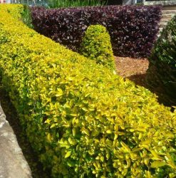 Duranta Sheenas Gold Hedge | Mosarte Garden Living