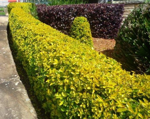 Duranta Sheenas Gold Hedge | Mosarte Garden Living