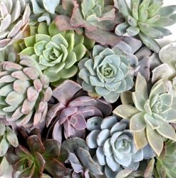 Succulent & Cacti Plants