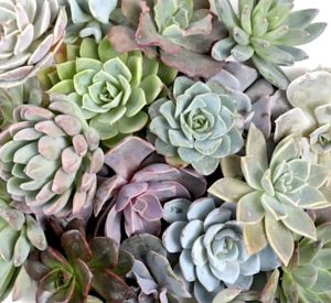 Succulents & Cacti Plants