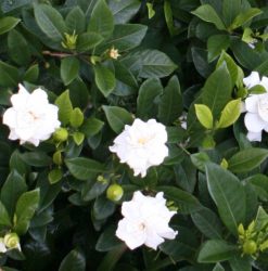 Gardenia Augusta Magnifica | Mosarte Garden Living