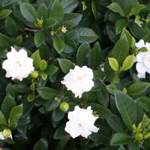 Gardenia Augusta Magnifica | Mosarte Garden Living