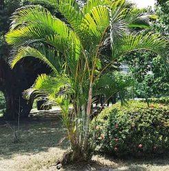 Golden Cane Palm | Mosarte Garden Living