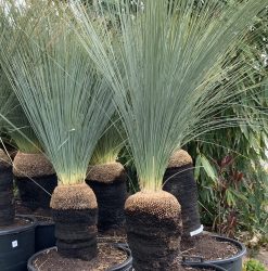 Grass Tree Australian | Mosarte Garden Living