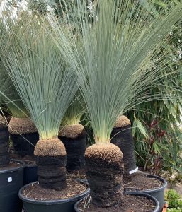 Grass Tree Australian | Native Australian Garden Design | Mosarte Garden Living