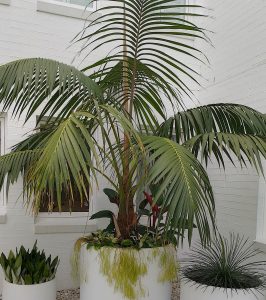 HOWEA FORSTERIANA-KENTIA PALM | Mosarte Garden Living