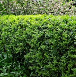 Murraya plants and hedges | Mosarte Garden Living