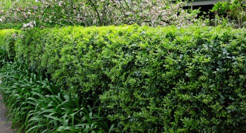 Murraya plants and hedges | Mosarte Garden Living