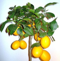 Meyer Lemon Tree Dwarf | Mosarte Garden Living