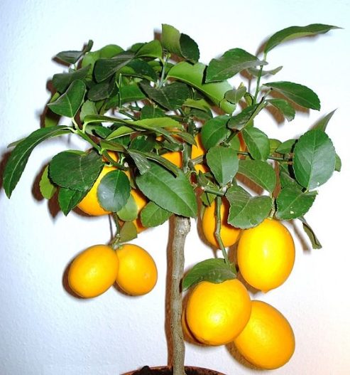 Meyer Lemon Tree Dwarf | Mosarte Garden Living