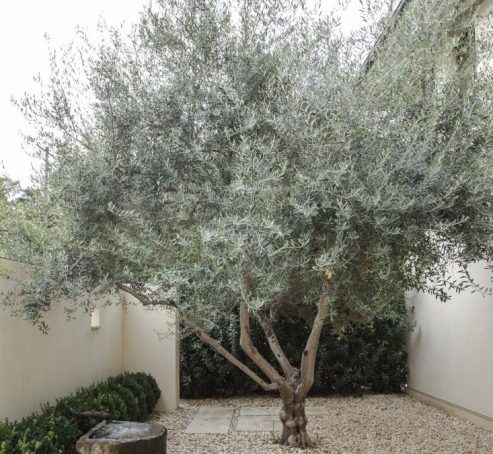 Olive trees | Mosarte Garden Living