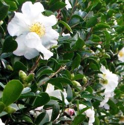 Sasanqua Camellia | Mosarte Garden Living