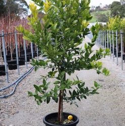 Tahitian Lime Plant | Mosarte Garden Living