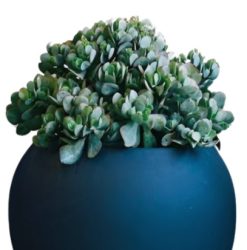 Crassula Ovata Bluebird By Mosarte Garden Living