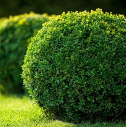 Japanese Buxus Topiary Balls