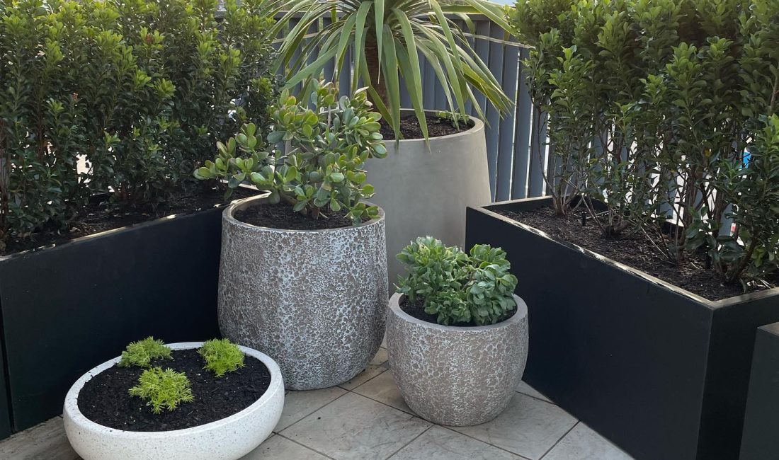 Balcony Garden Design Sydney - Mosarte Garden Living